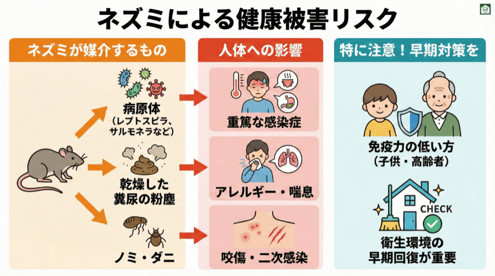 ネズミによる健康被害リスクを解説するイラスト。ネズミがレプトスピラやサルモネラなどの病原体を媒介し、さらに糞尿が乾燥して粉塵となり空気中に拡散することで、重篤な感染症やアレルギー・喘息を引き起こす可能性が示されている。加えて、体表のノミやダニが広がり、咬傷や二次感染の原因となることも描かれている。特に子どもや高齢者など免疫力の低い人への影響に注意し、早期に衛生環境を回復させる重要性を伝えている。