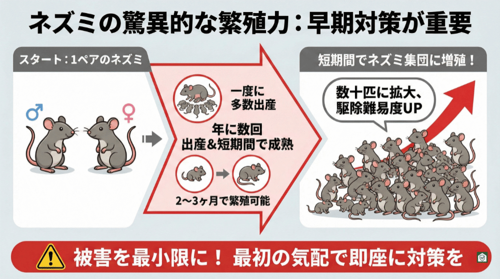 ネズミの高い繁殖力を説明するイラスト。1ペアのネズミから始まり、一度に多数出産し、年に数回の出産と2〜3か月での成熟を経て、短期間で数十匹の群れへと急増する様子が矢印で示されている。被害拡大と駆除難易度の上昇を防ぐため、早期対策が重要であることを強調している。